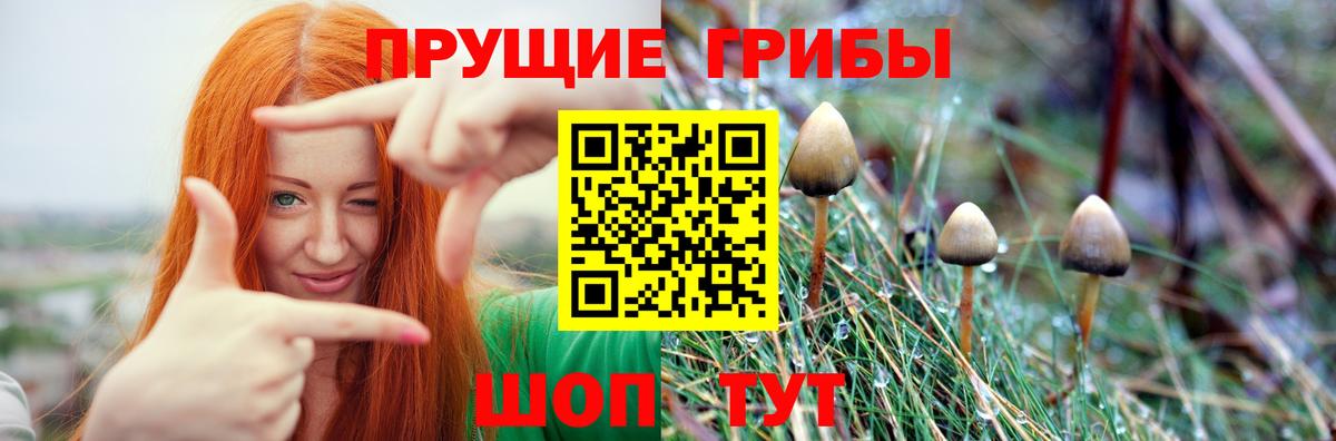 Галлюциногенные грибы Cubensis Усть-Джегута